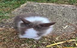 Lionhead rabbits for sale: Lionhead Bunnies - Image 9