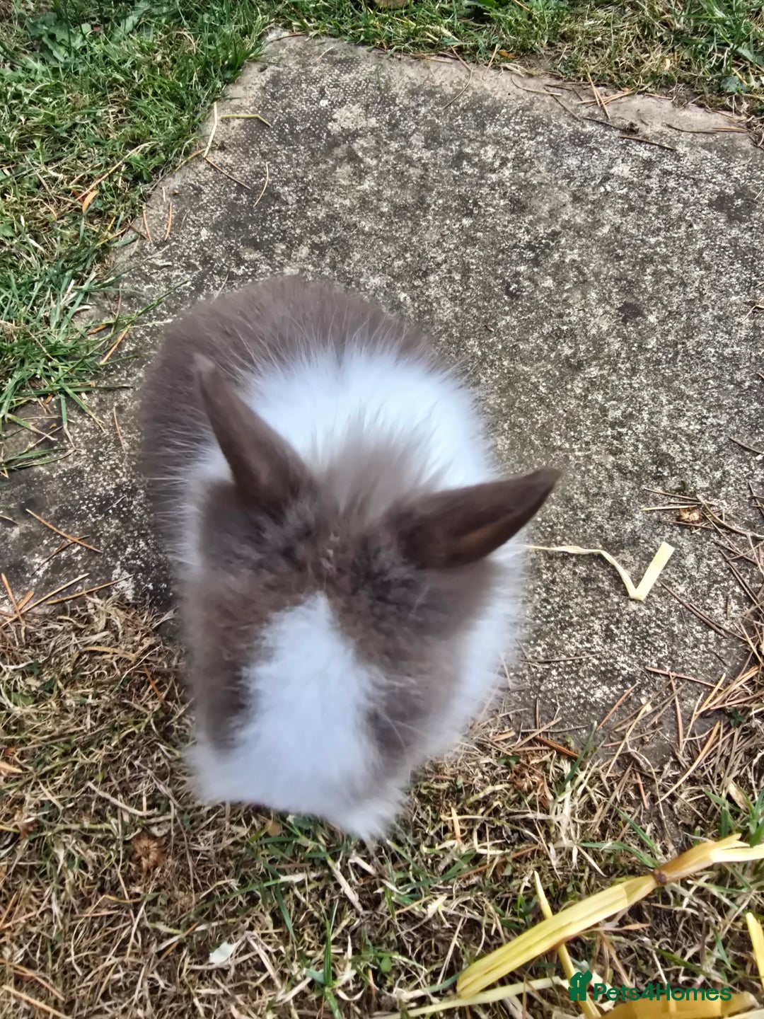 Lionhead rabbits for sale: Lionhead Bunnies - Image 9