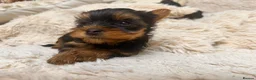 Yorkshire Terrier dogs for sale: Mini Yorkshire Terrier Puppies  - Advert 16