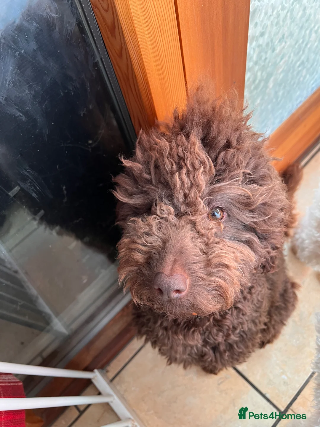 Mini Goldendoodle dogs for stud: Snickers available for stud - Advert 2