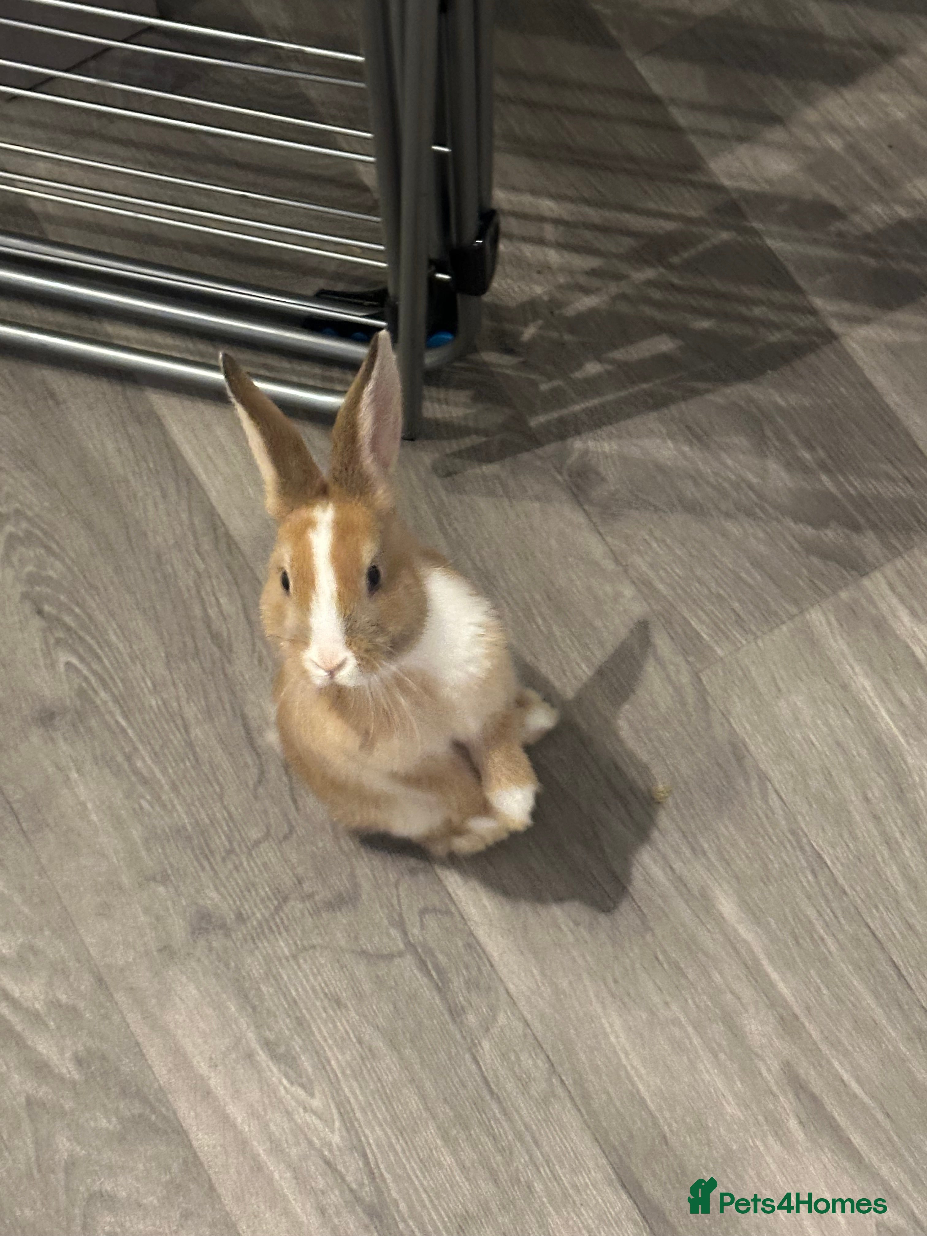 Mixed Breed rabbits Beautiful bunnies - Advert 2