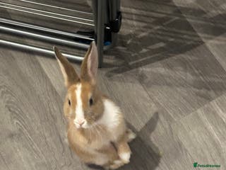 Mixed Breed rabbits Beautiful bunnies - Advert 2