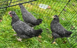 Chickens poultry for sale: Aracana hybrid green egg layers chickens - Image 4