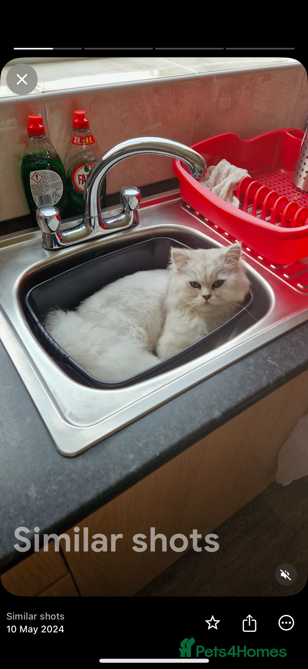 Persian cats for sale: For sale 2 gorgeous adult male Persians - Image 5