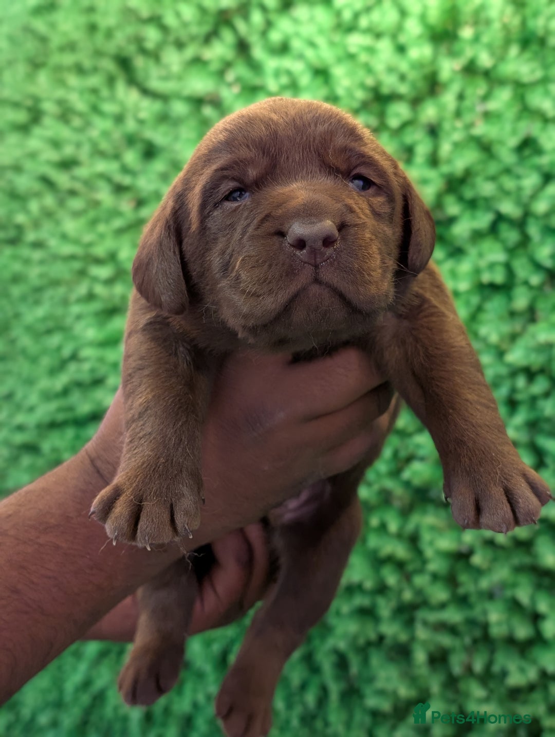 Labrador Retriever dogs for sale: CHUNKY BLACK AND CHOCOLATE PEDIGREE LABS - Image 6