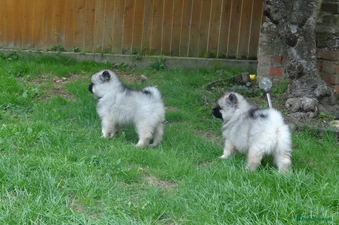 Keeshond dogs for sale: Stunning male Keeshond Puppy ready to go - Image 15
