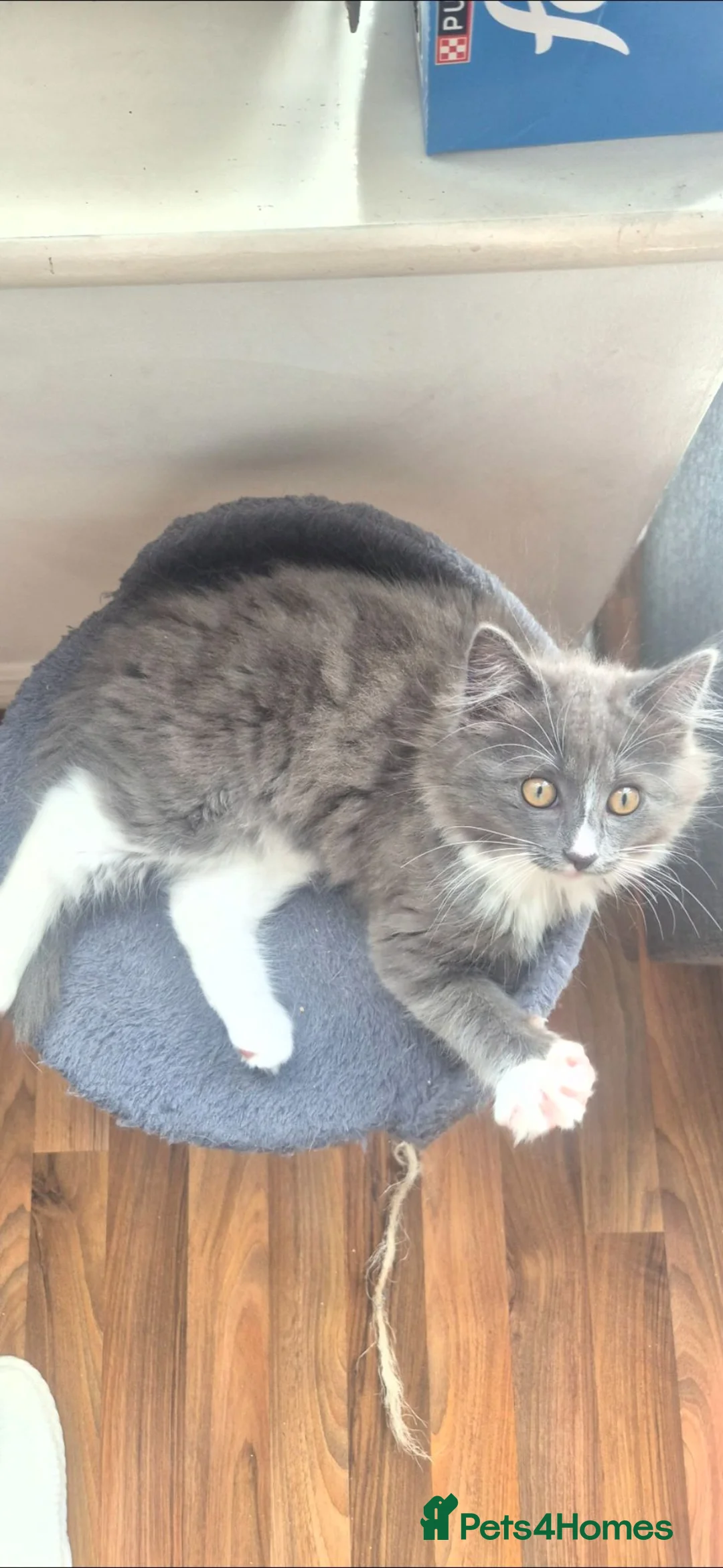 Ragdoll cats for sale: Ragdoll cross female  - Advert 1