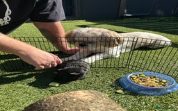 Guinea Pig rodents for sale: Two male guinea pigs  - Image 6