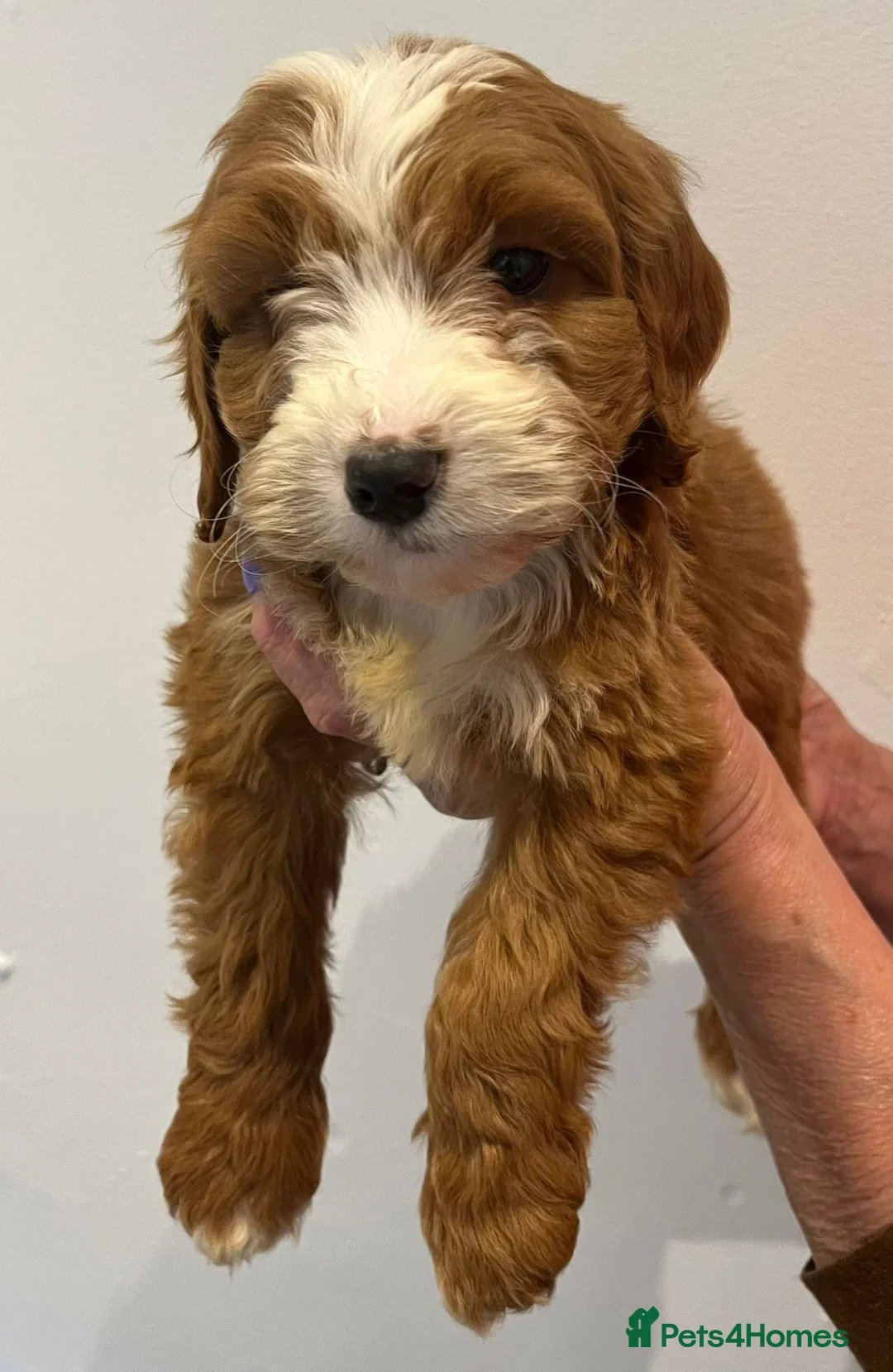 Cockapoo dogs for sale: F1 cockepoo  - Advert 4