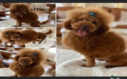Cavapoochon dogs for sale: Amazing teddy Cavapoochons  - Image 4