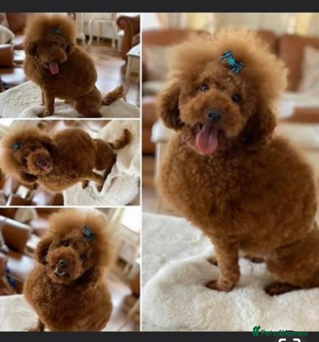 Cavapoochon dogs for sale: Amazing teddy Cavapoochons  - Image 4
