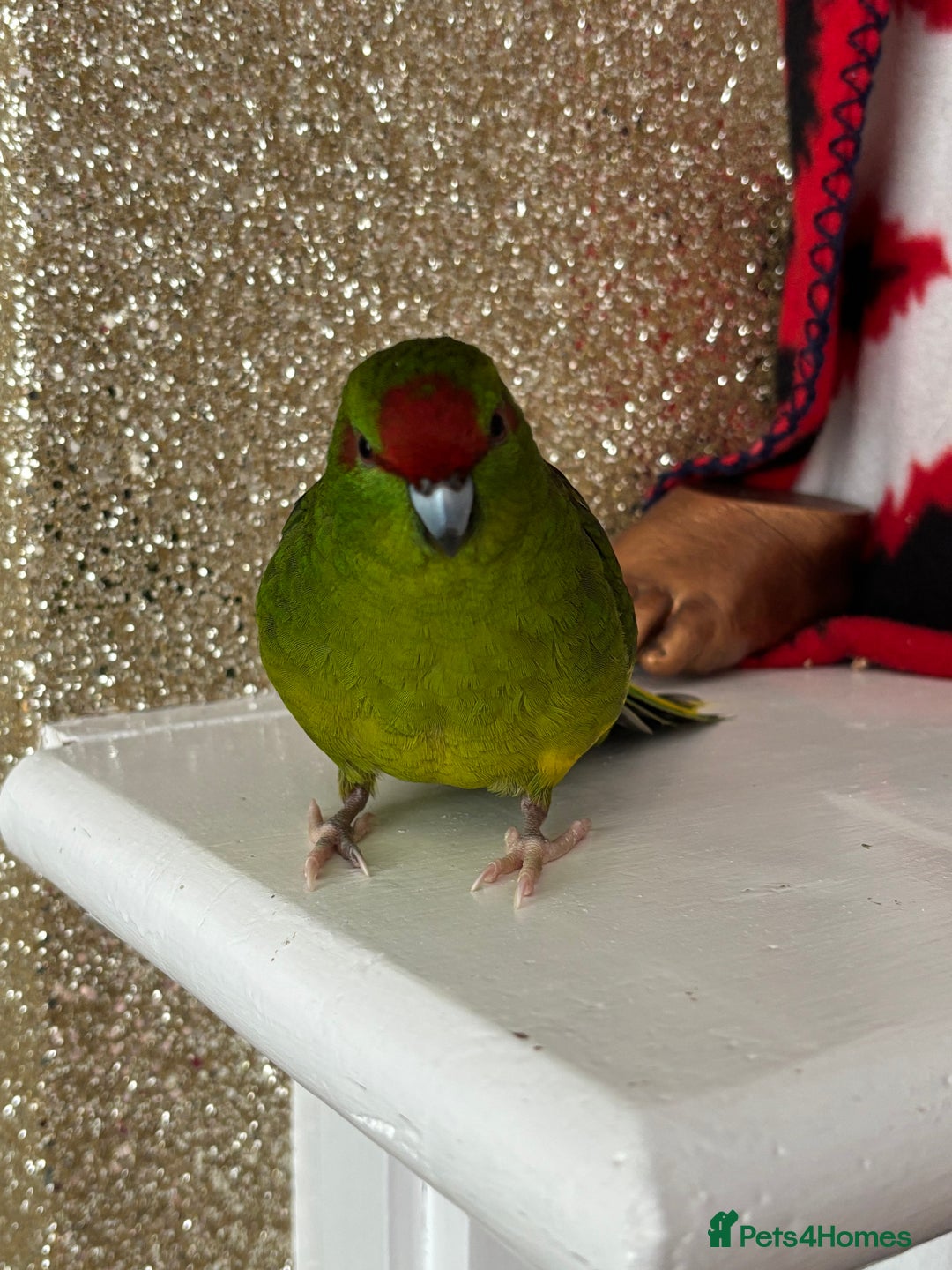 Parakeets birds for sale: Two kakarikis with cage - Image 5