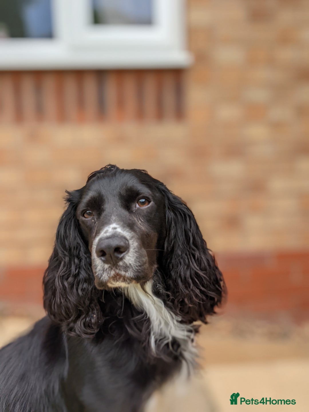 Cocker Spaniel dogs for stud: Cocker spaniel for stud - Image 3