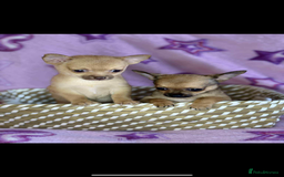 Chihuahua dogs for sale: Chihuahua  - Image 1