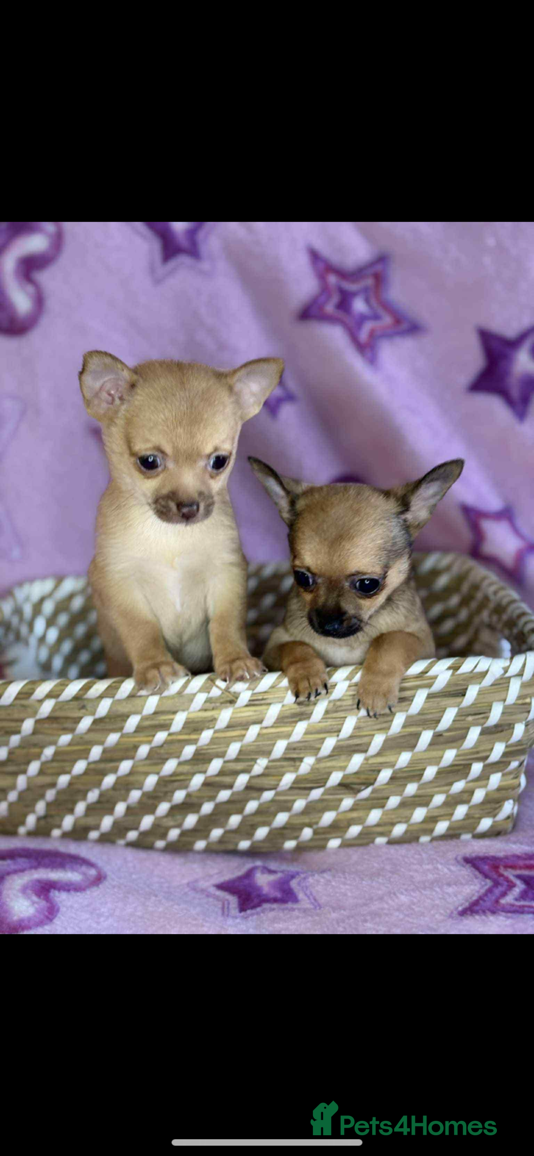Chihuahua dogs for sale: Chihuahua  - Image 1