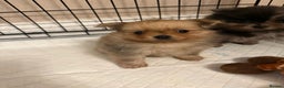 Pomeranian dogs for sale: Pom Puppies - Advert 30