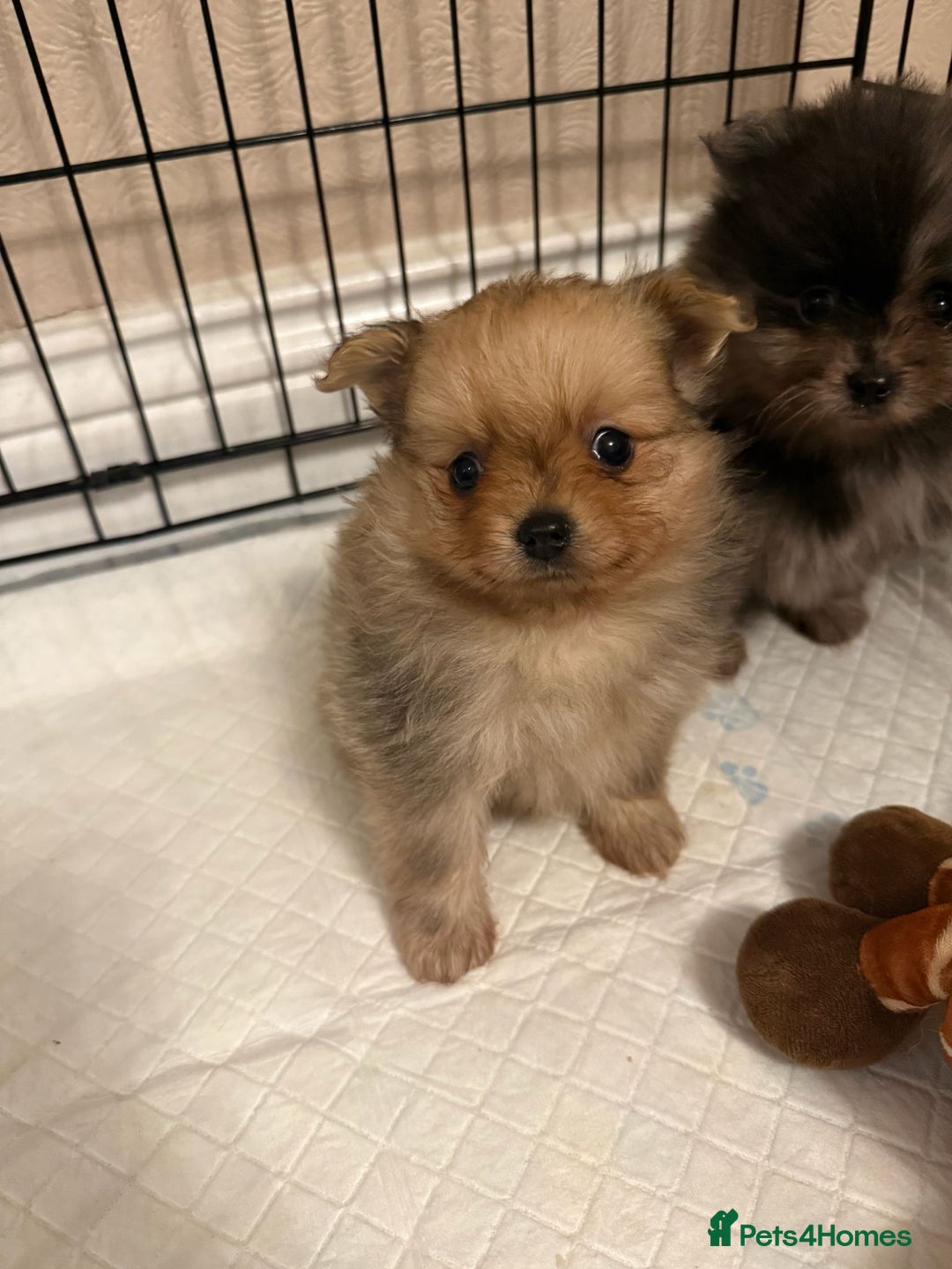 Pomeranian dogs for sale: Pom Puppies - Advert 30