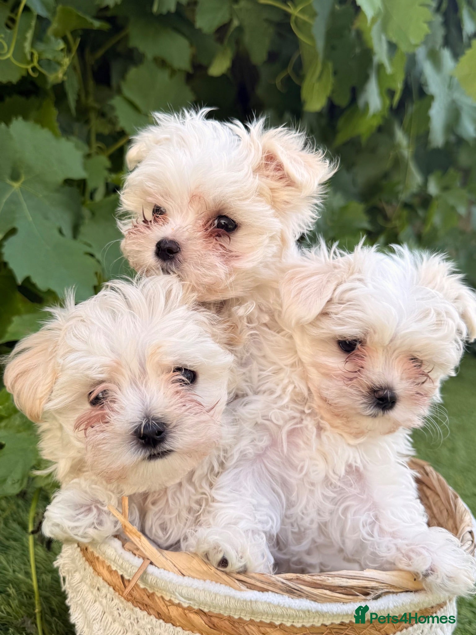 Maltese dogs 🐾 **Adorable Maltese Puppies for Sale!** 🐾 - Advert 4