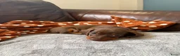 Miniature Dachshund dogs for sale: Smooth-haired miniature dachshund (last one!) - Advert 17