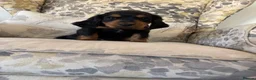 Cocker Spaniel dogs for sale: Fantastic Litter of Working Cocker Spaniels  - Advert 27