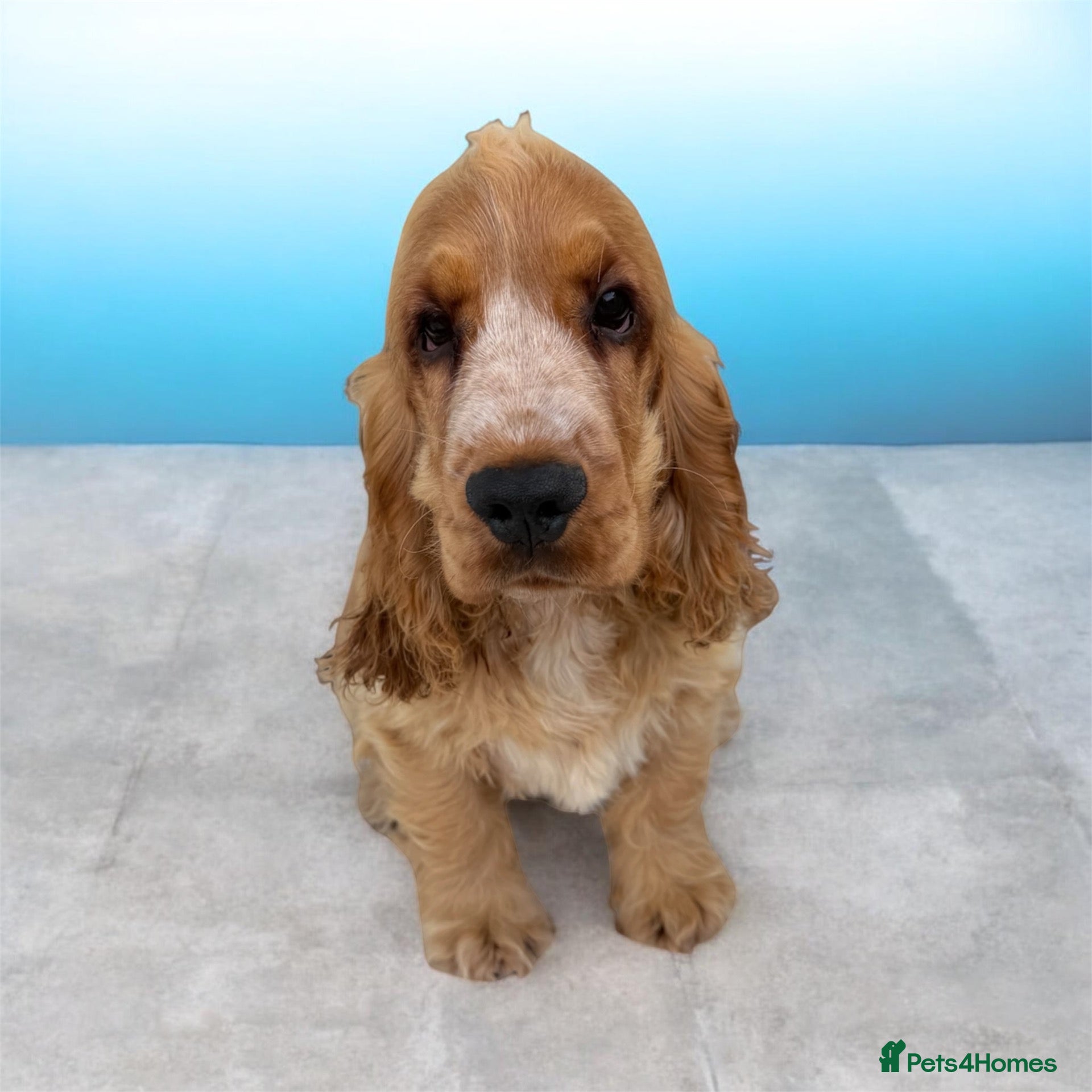 Cocker Spaniel dogs Stunning English show type cocker puppies  - Advert 1