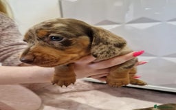 Miniature Dachshund dogs for sale: ADORABLE MINIATURE DACHSHUND PUPPIES - Image 8