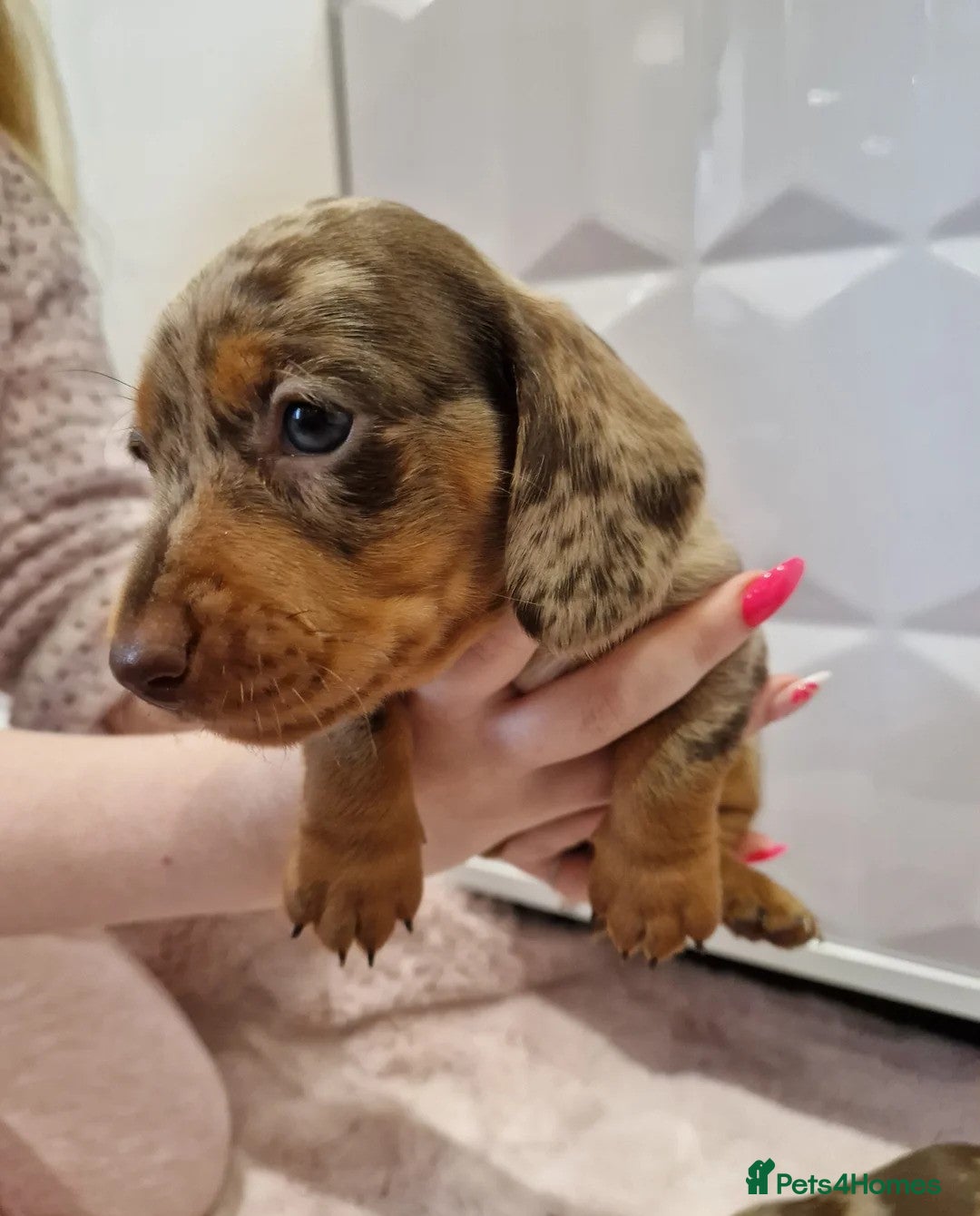 Miniature Dachshund dogs for sale: ADORABLE MINIATURE DACHSHUND PUPPIES - Image 8