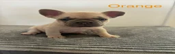 French Bulldog dogs for sale: KC French bulldog puppies - Advert 17