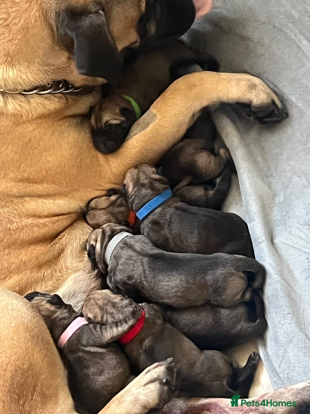 Bullmastiff dogs for sale: Quality Bred KC Bullmastiff Puppies  - Advert 2