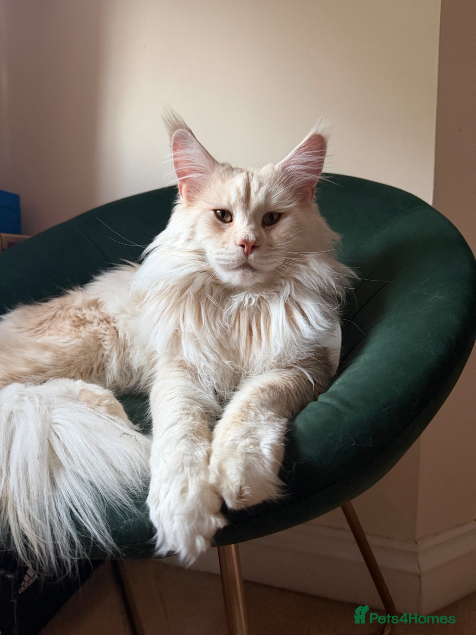Maine Coon cats for stud: Maine Coon stud - Advert 1