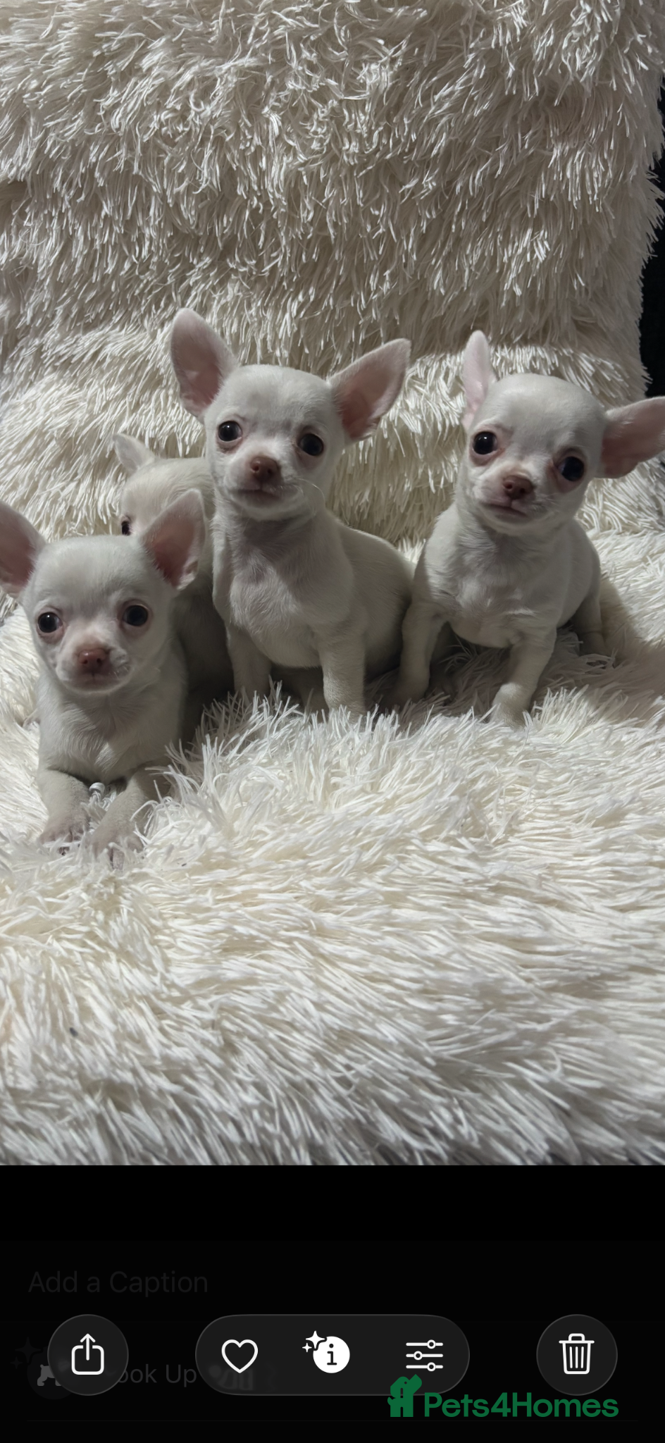 Chihuahua dogs Chihuahua puppy’s ( ready now) - Advert 12