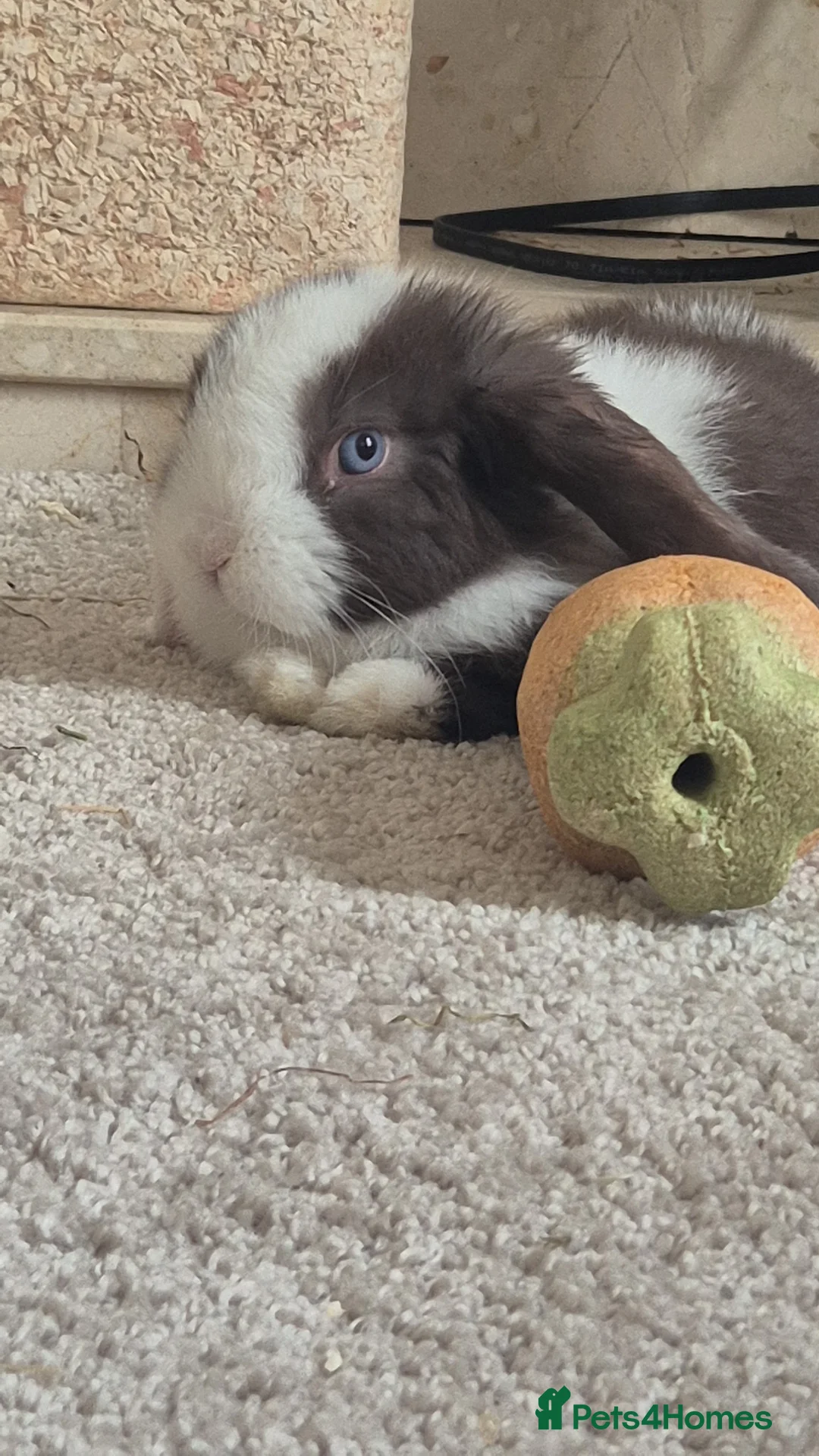 Mini Lop rabbits for sale: Obi one in Wolverhampton - Advert 10