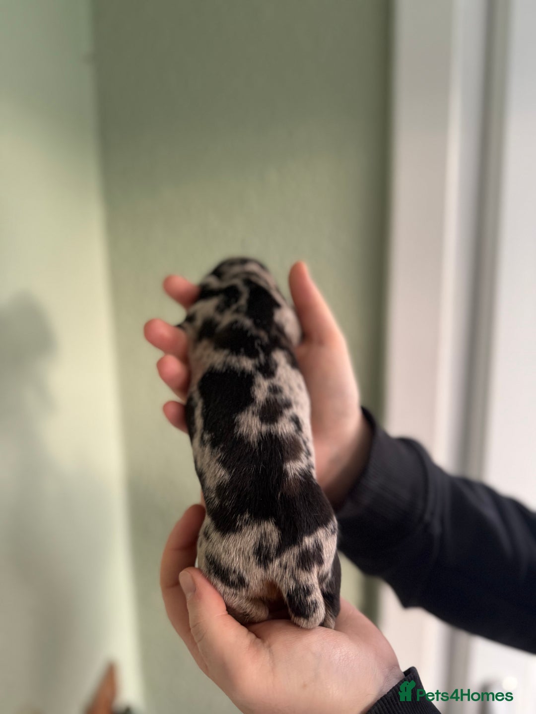 Dachshund dogs for sale: Beautiful standard dachshund puppies ❤️ - Image 22