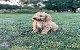 Goldendoodle dogs for sale: Goldendoodle Puppies–Ready for Their Forever Homes - Image 15