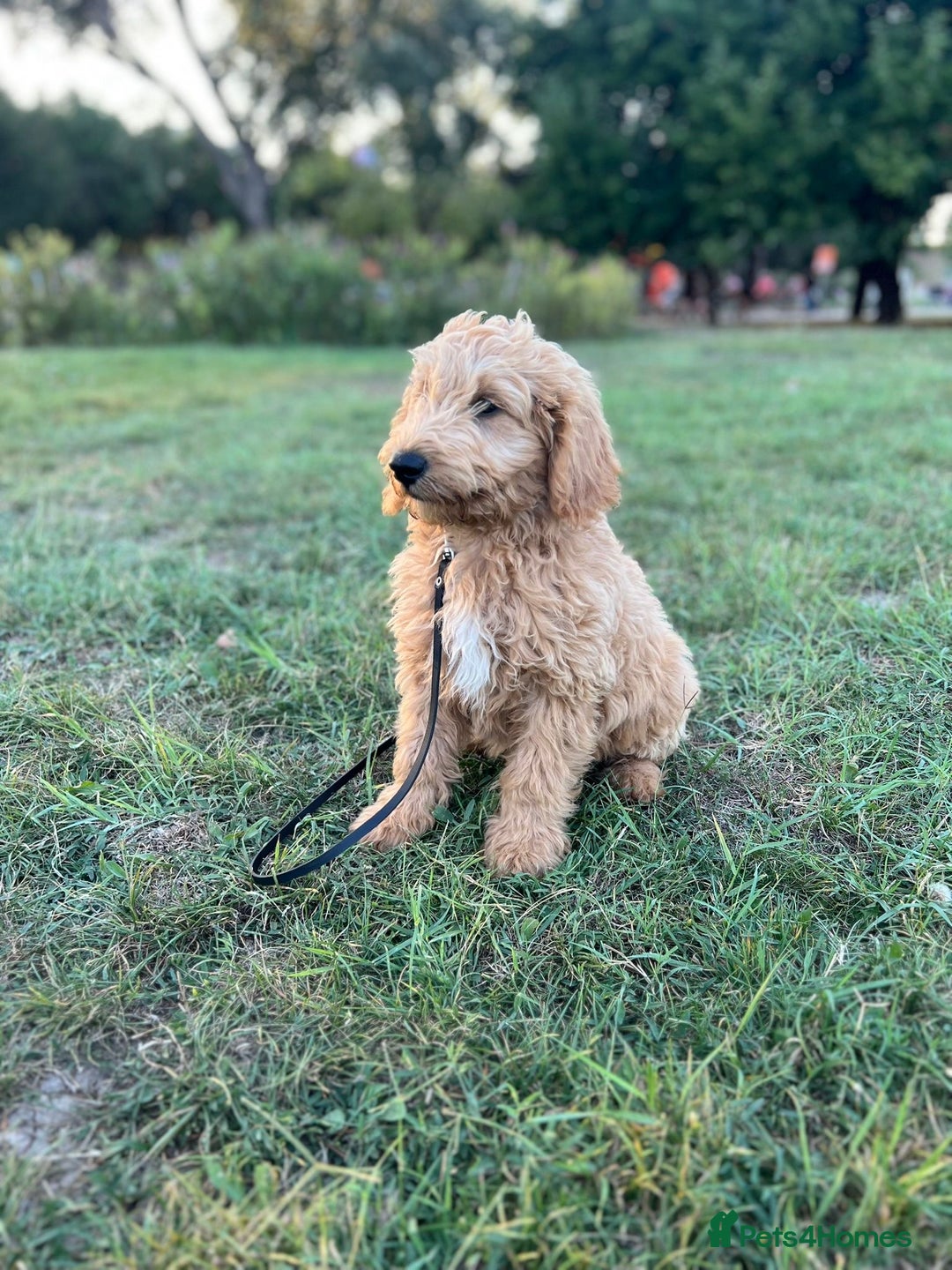Goldendoodle dogs for sale: Goldendoodle Puppies–Ready for Their Forever Homes - Image 15