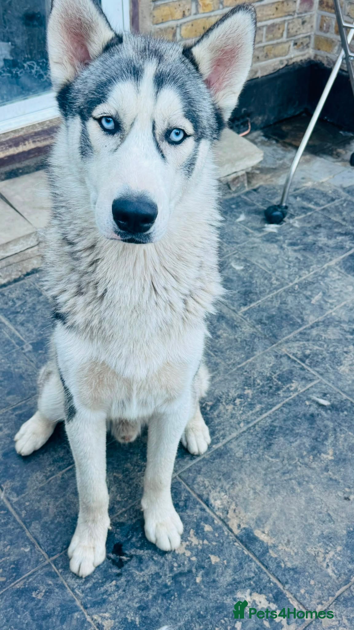 Siberian Husky dogs 🐾Efe&Sky-looking for a loving home 🐾 - Advert 1