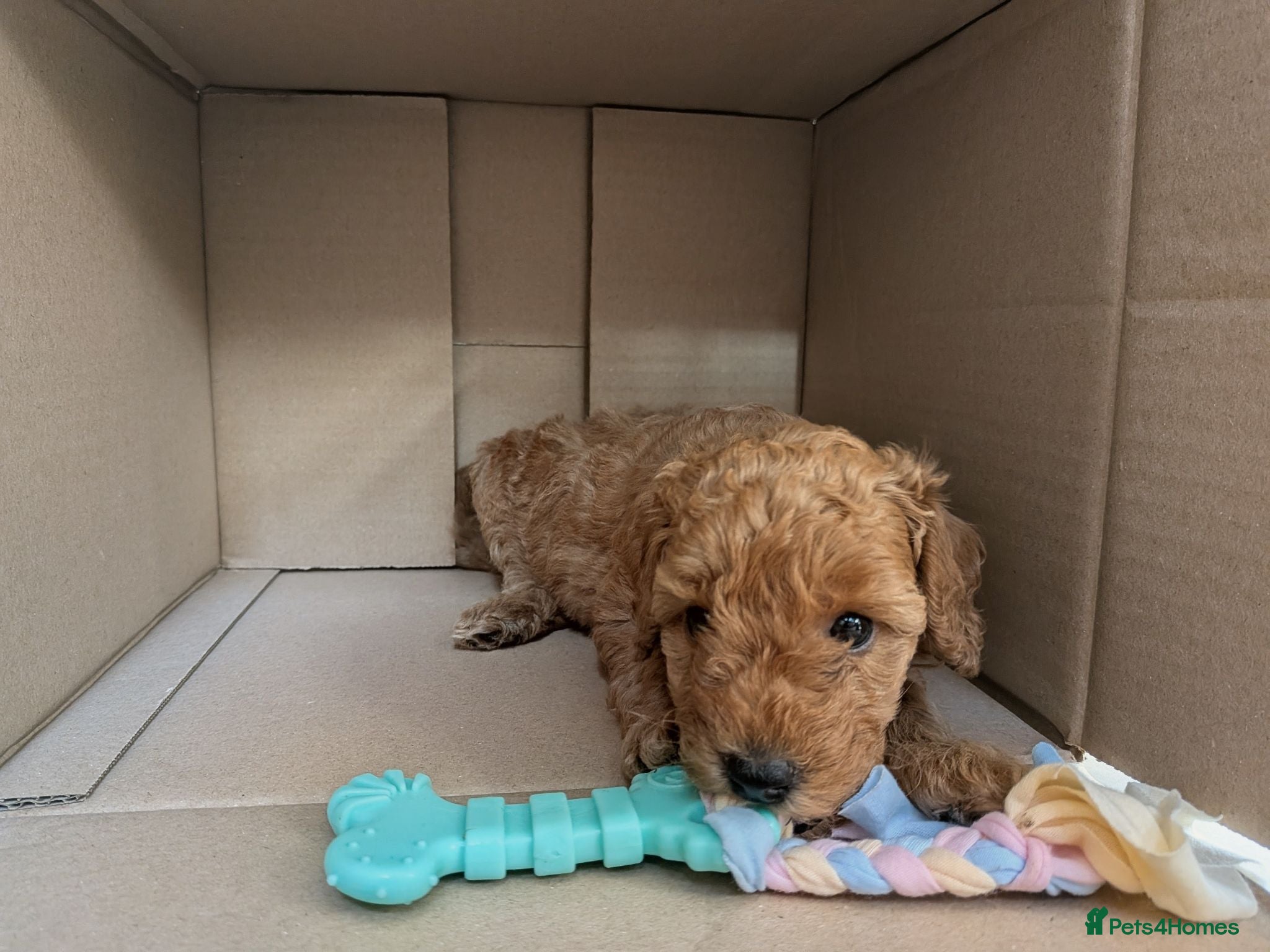 Miniature Poodle dogs KC Registered Red & Apricot Miniature Poodles - Advert 1