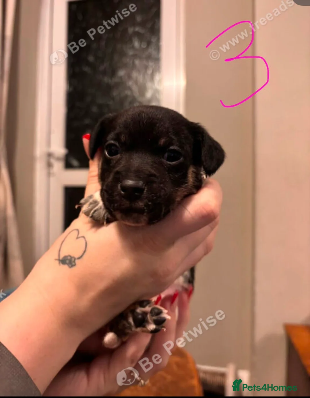 Jack Russell dogs for sale: Jack Russell puppies last 3  - Advert 6