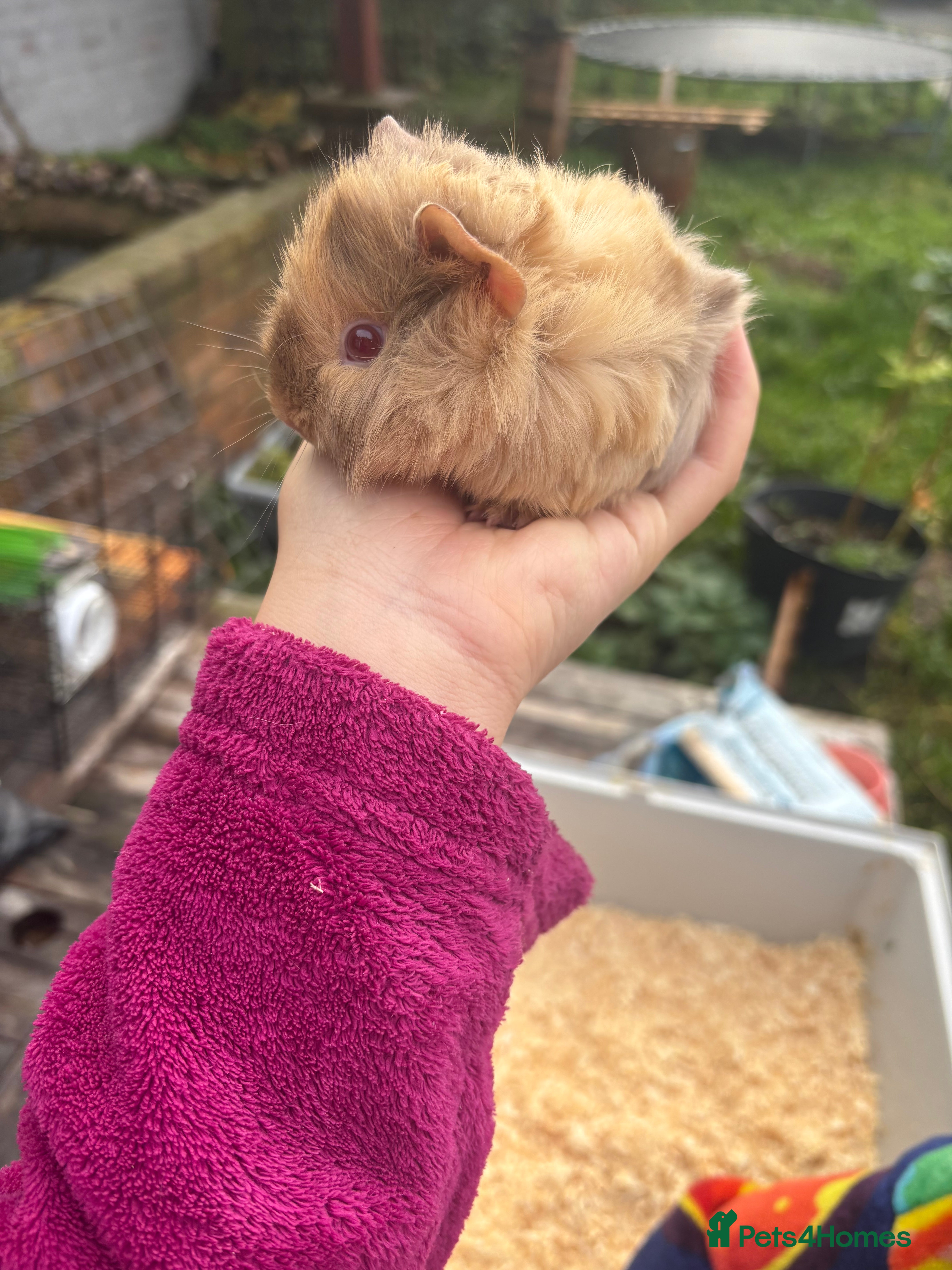 Guinea Pig rodents baby guinea pig  - Advert 16