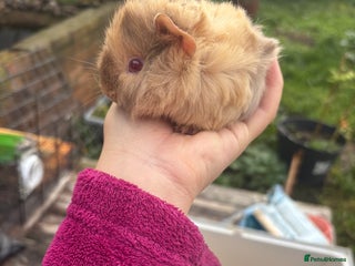 Guinea Pig rodents baby guinea pig - Advert 3