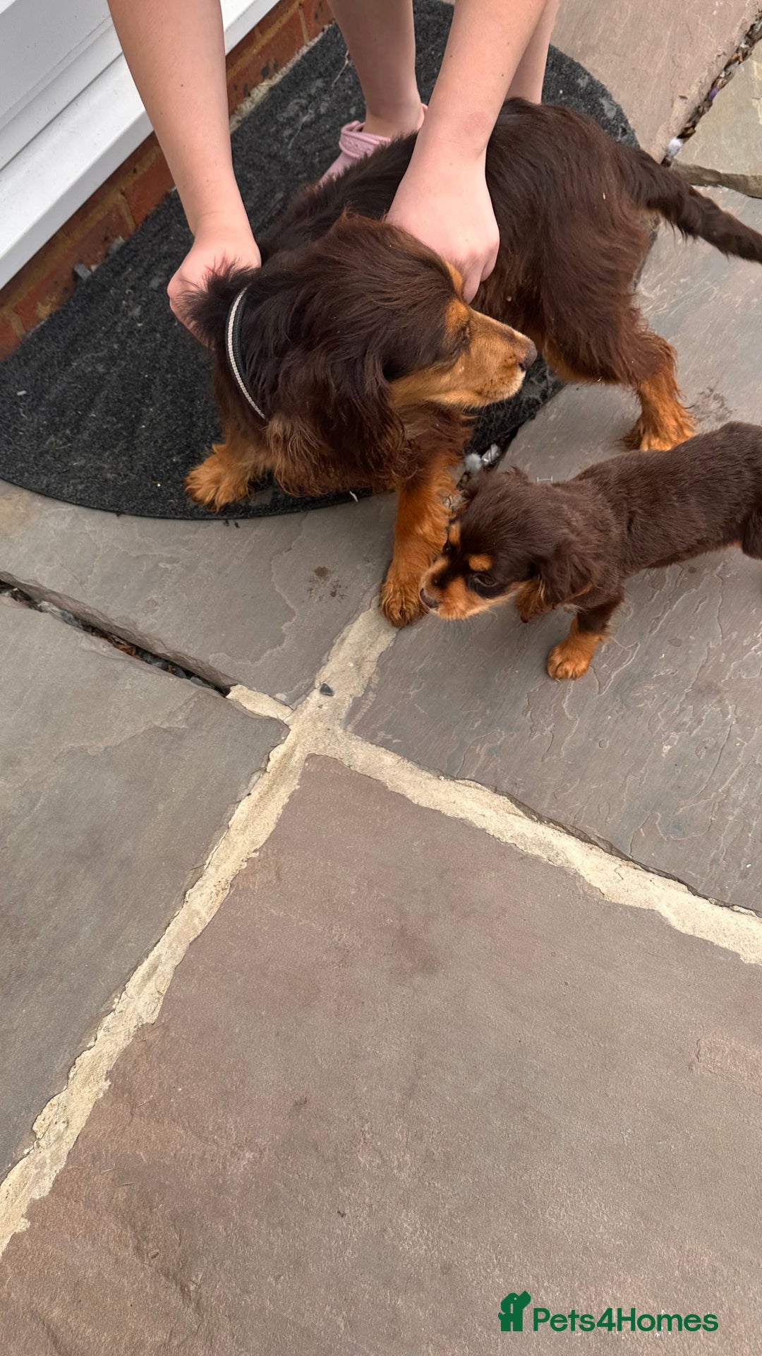 Cocker Spaniel dogs for sale: Cocker spaniel - Image 4