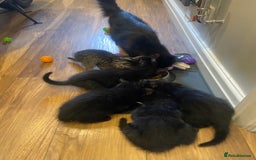 Mixed Breed cats for sale: Three mixed breed kittens - Image 1