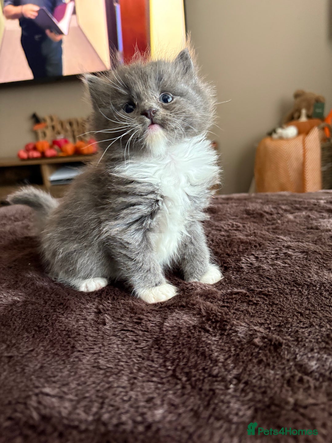 Mixed Breed cats for sale: Beautiful mixed breed kittens  - Image 5