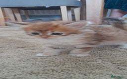 Siberian cats for sale: Siberian GCCF. kittens  - Image 8