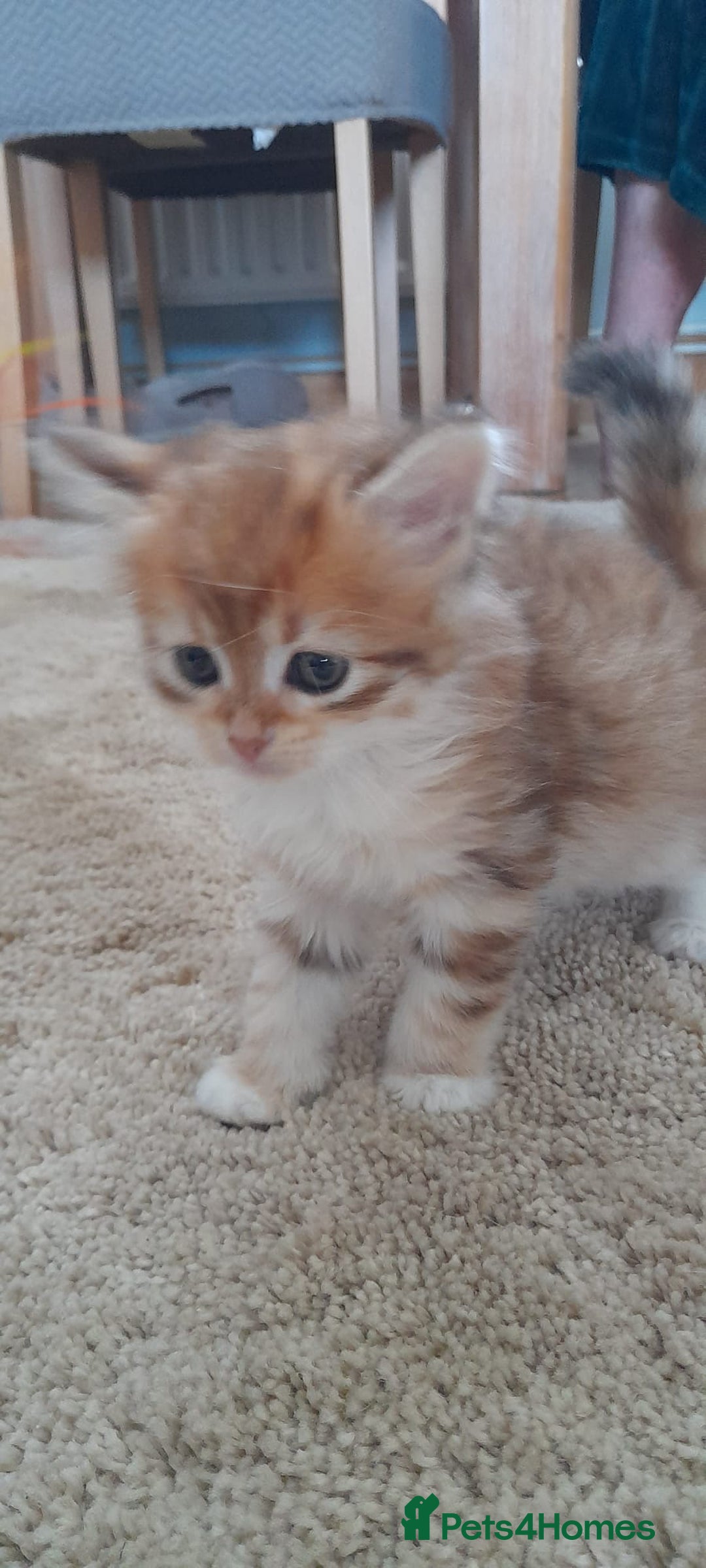 Siberian cats for sale: Siberian GCCF. kittens  - Image 8