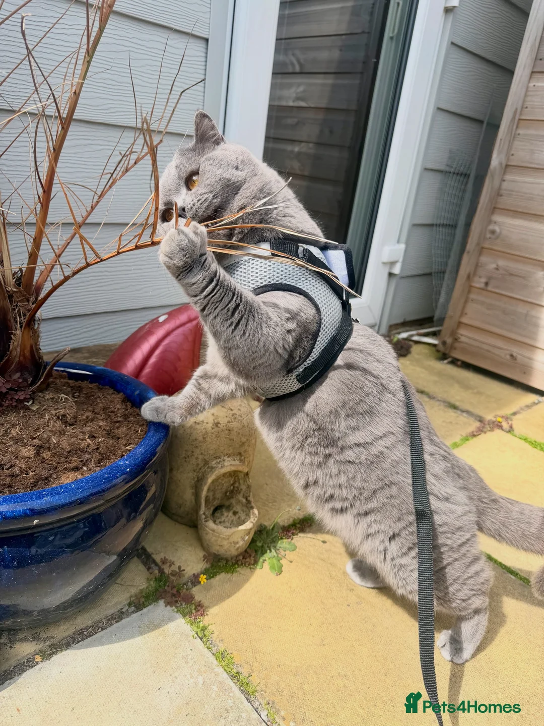 British Shorthair cats for stud: Gccf registered BSH Blue Stud - Advert 2