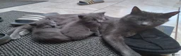 Mixed Breed cats for sale: Beautiful grey kittens  - Advert 8