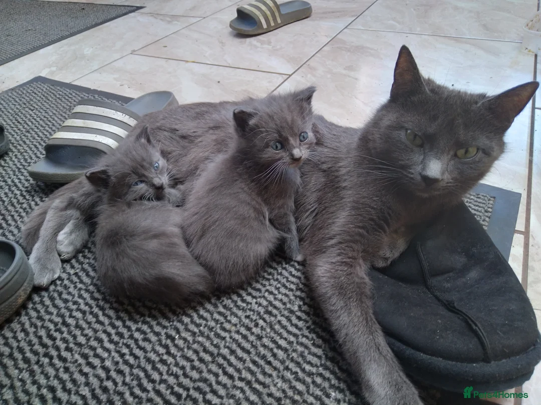 Mixed Breed cats for sale: Beautiful grey kittens  - Advert 8