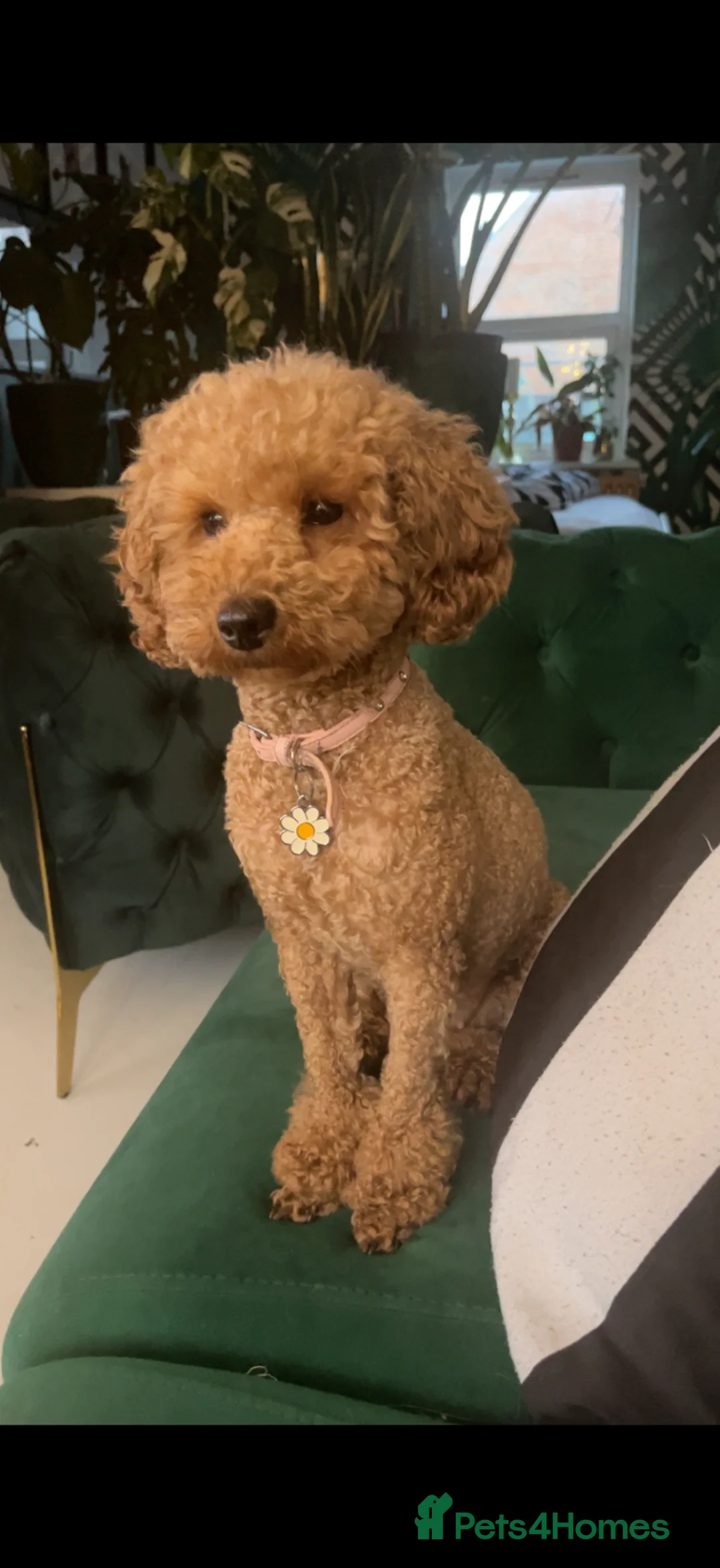 Pomapoo dogs for sale: Stunning pomapoo pups  in Ramsgate - Advert 20