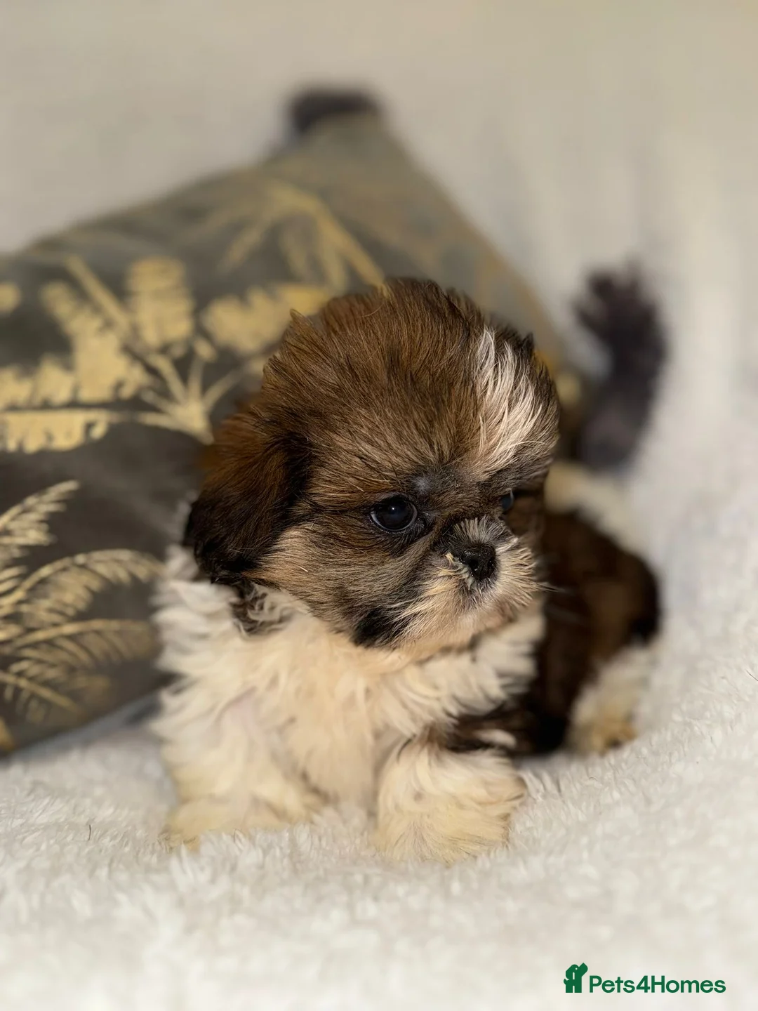 Shih Tzu dogs for sale: 🩷 Stunning Tiny KC Shih Tzu Puppies 💙 - Advert 12